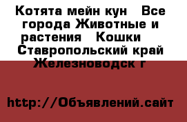 Котята мейн кун - Все города Животные и растения » Кошки   . Ставропольский край,Железноводск г.